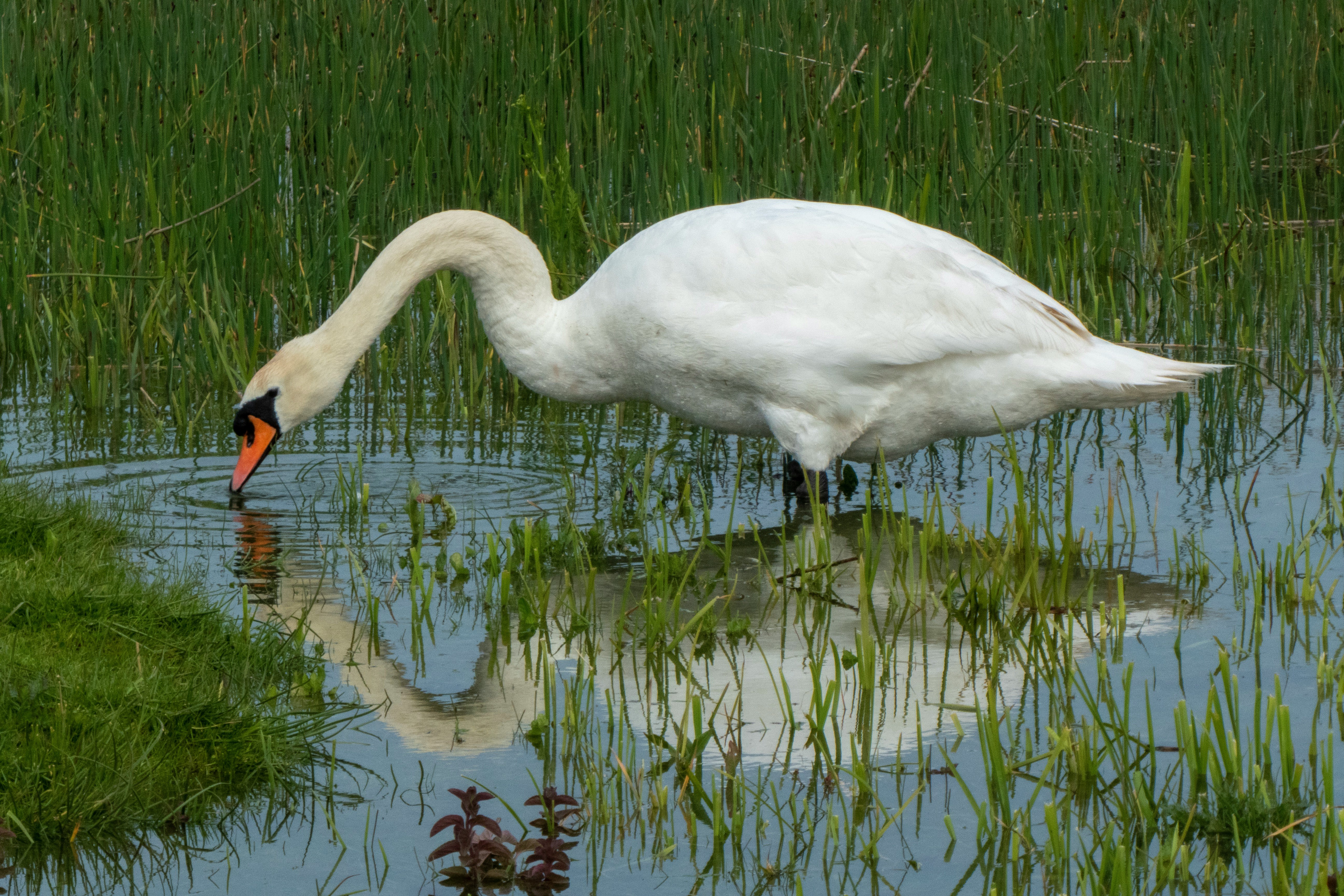 shallow focus photo swan